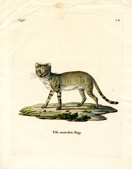 African Wild Cat à École allemande, (19ème siècle)