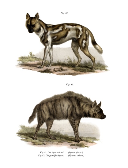 African Wild Dog à École allemande, (19ème siècle)