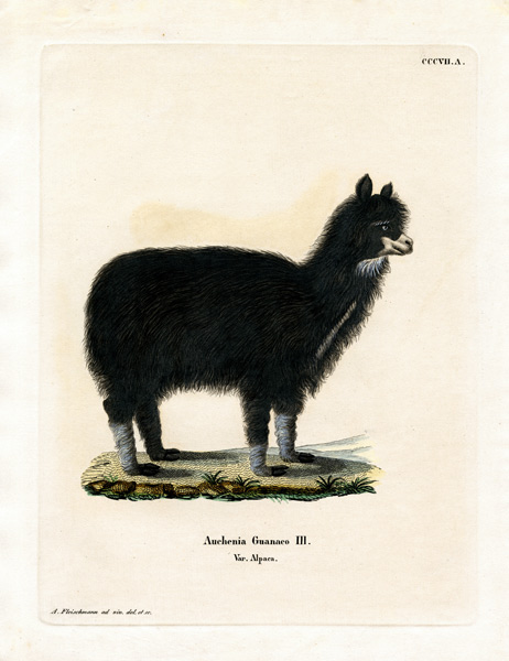 Alpaca à École allemande, (19ème siècle)