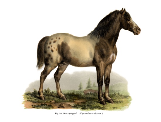 Alpine Horse à École allemande, (19ème siècle)