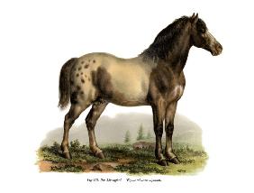 Alpine Horse