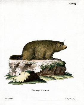 Alpine Marmot