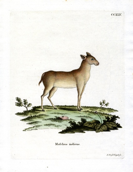 Alpine Musk Deer à École allemande, (19ème siècle)
