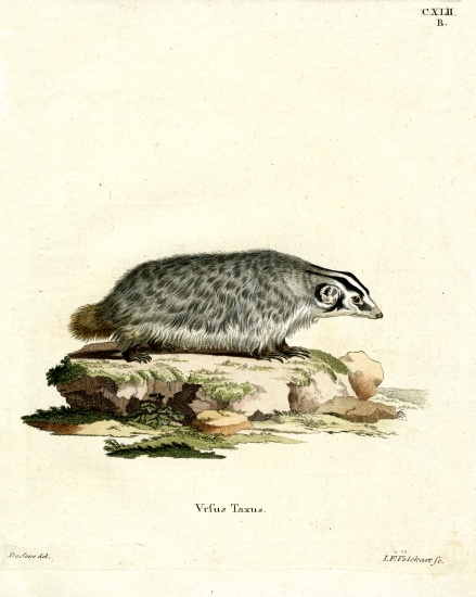 American Badger à École allemande, (19ème siècle)