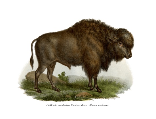 American Bison à École allemande, (19ème siècle)