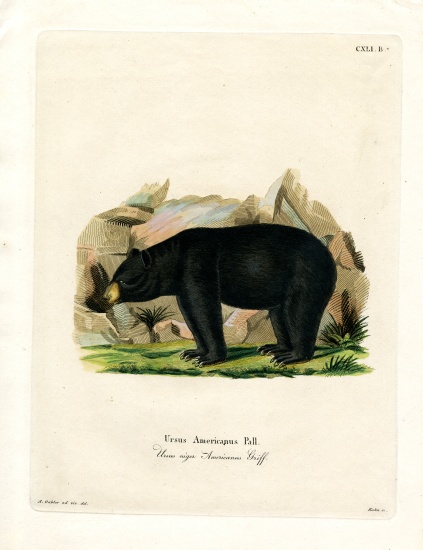 American Black Bear à École allemande, (19ème siècle)