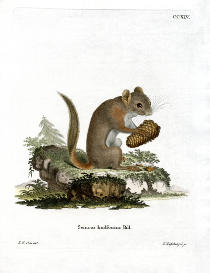 American Red Squirrel à École allemande, (19ème siècle)