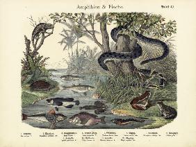 Amphibians and Fishes, c.1860