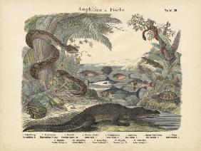 Amphibians and Fishes, c.1860