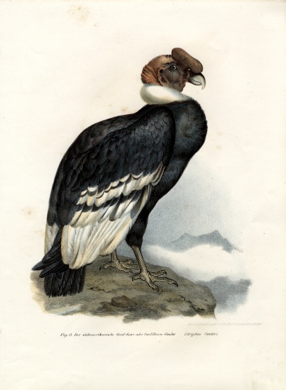 Andean Condor à École allemande, (19ème siècle)