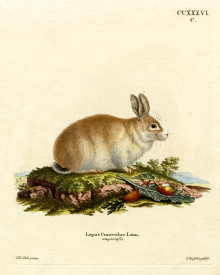 Angora Rabbit à École allemande, (19ème siècle)