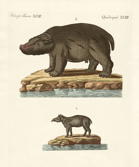 Animals from hot countries à École allemande, (19ème siècle)