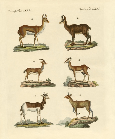Antelopes and gazelles à École allemande, (19ème siècle)