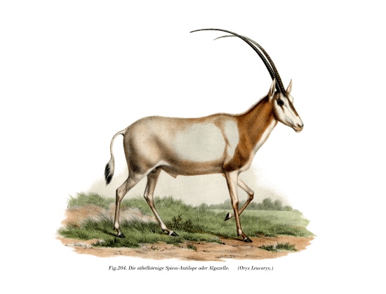 Arabian Oryx à École allemande, (19ème siècle)