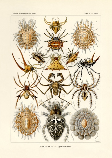 Arachnida à École allemande, (19ème siècle)