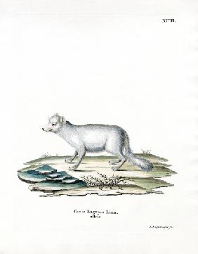 Arctic Fox