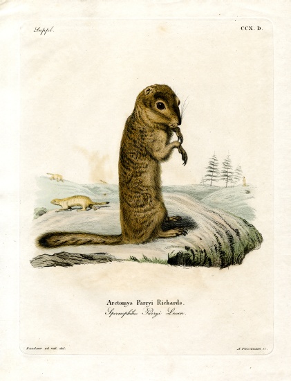 Arctic Ground Squirrel à École allemande, (19ème siècle)