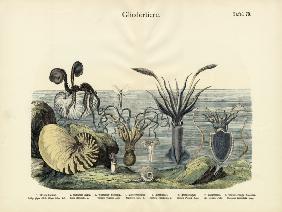Arthropods, c.1860