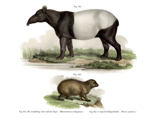 Asian Tapir à École allemande, (19ème siècle)