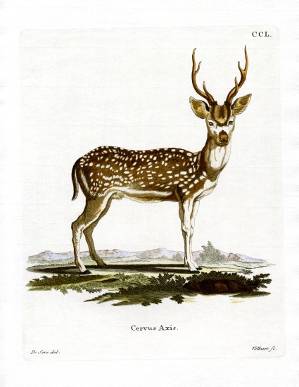 Axis Deer à École allemande, (19ème siècle)