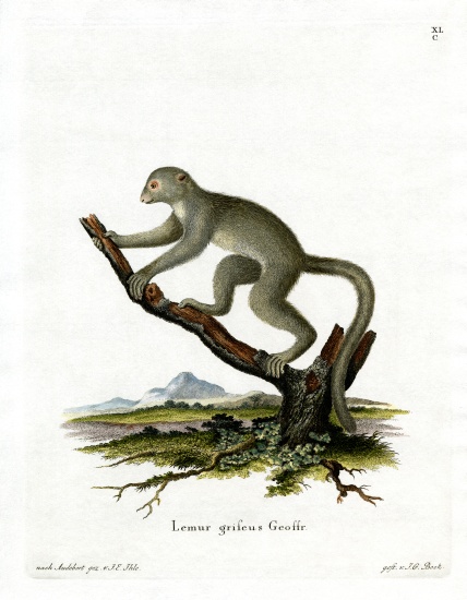 Bamboo Lemur à École allemande, (19ème siècle)