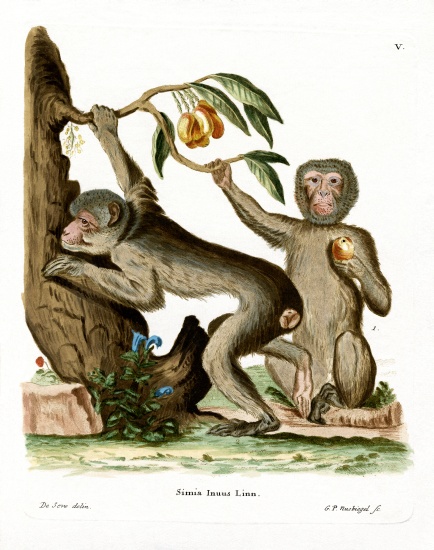 Barbary Ape à École allemande, (19ème siècle)