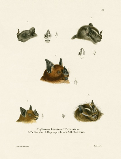 Bat Heads à École allemande, (19ème siècle)