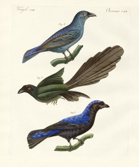 Beautiful foreign birds à École allemande, (19ème siècle)