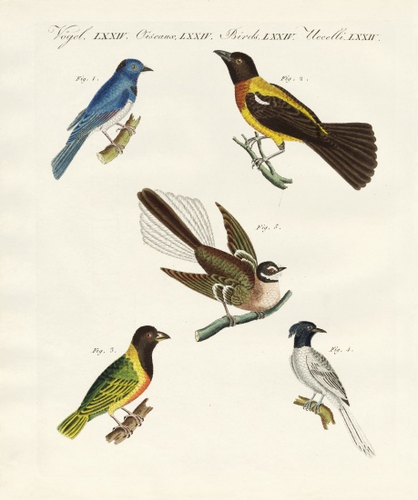Beautiful foreign birds à École allemande, (19ème siècle)