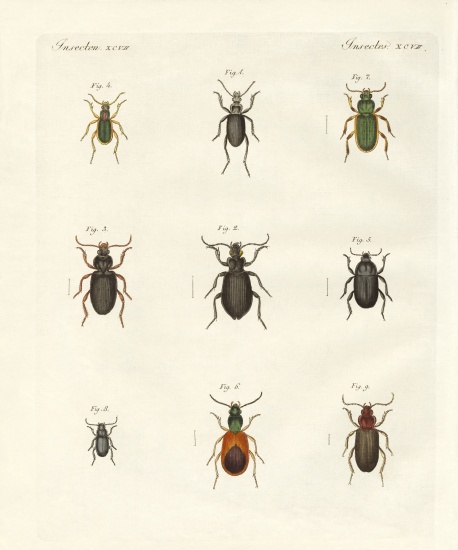 Beautiful German beetles à École allemande, (19ème siècle)