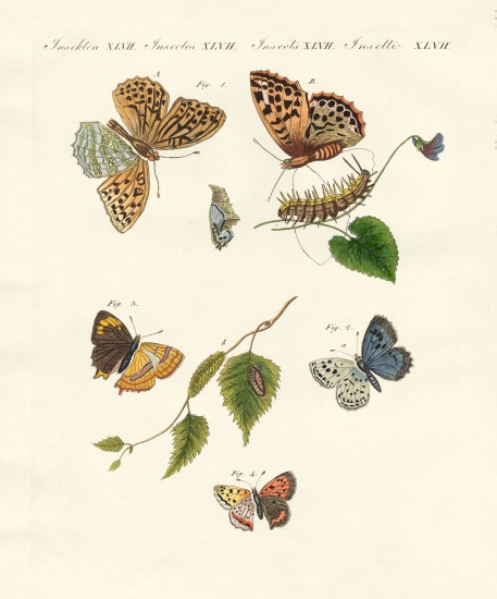 Beautiful German butterflies à École allemande, (19ème siècle)