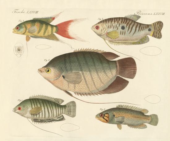 Beautiful new fish à École allemande, (19ème siècle)