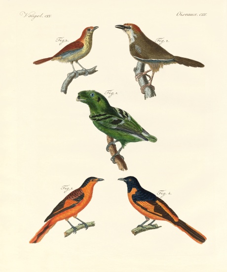 Beautiful und strange foreign birds à École allemande, (19ème siècle)