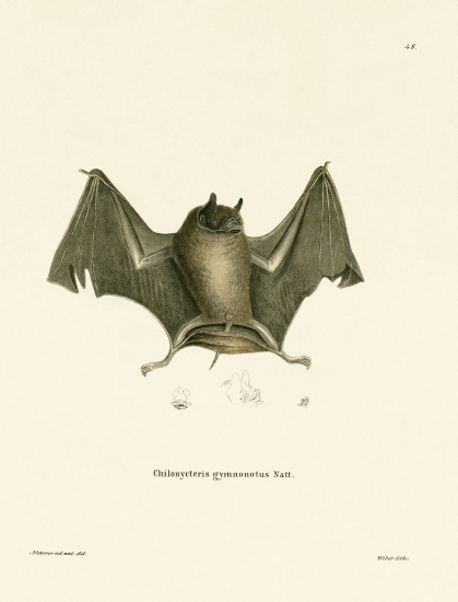 Big Naked-backed Bat à École allemande, (19ème siècle)