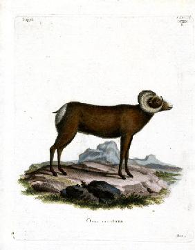 Bighorn Sheep