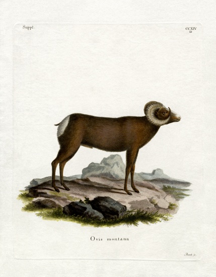 Bighorn Sheep à École allemande, (19ème siècle)