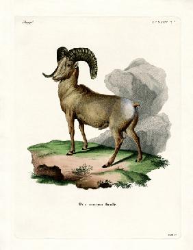 Bighorn Sheep