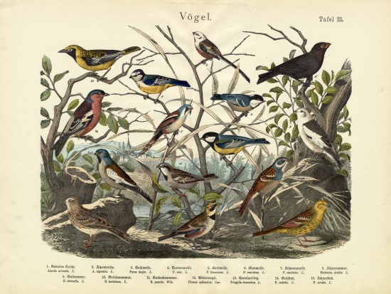 Birds, c.1860 à École allemande, (19ème siècle)