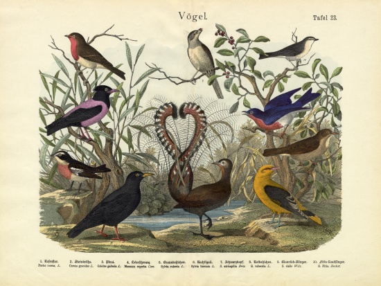 Birds, c.1860 à École allemande, (19ème siècle)