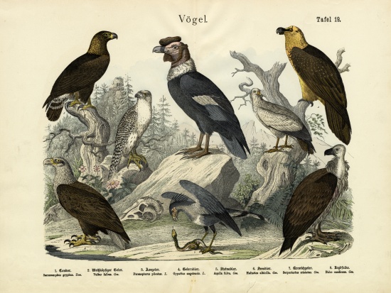 Birds, c.1860 à École allemande, (19ème siècle)