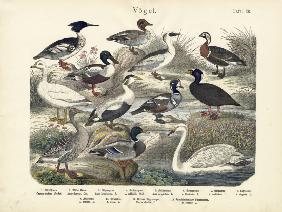 Birds, c.1860