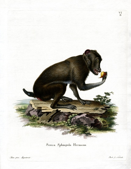 Black Baboon à École allemande, (19ème siècle)