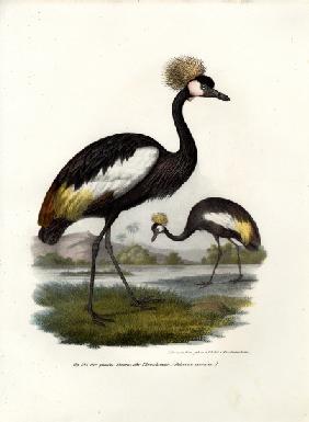 Black Crowned Crane