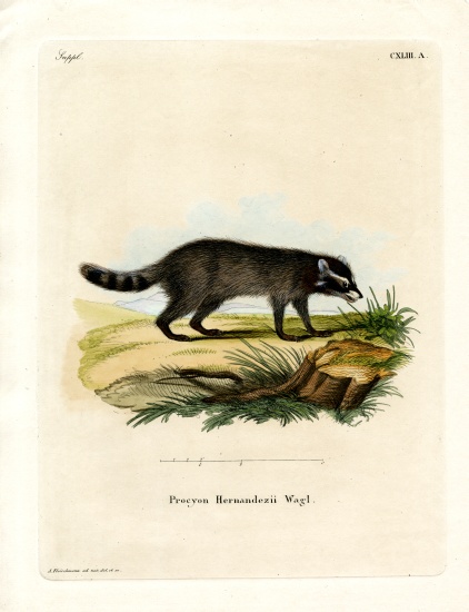 Black-footed raccoon à École allemande, (19ème siècle)