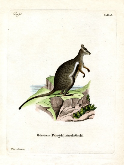 Black-footed Rock-wallaby à École allemande, (19ème siècle)