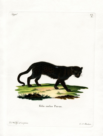 Black Leopard à École allemande, (19ème siècle)