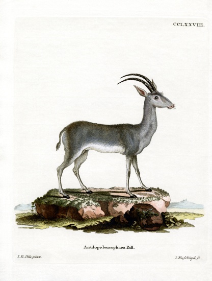 Bluebuck à École allemande, (19ème siècle)