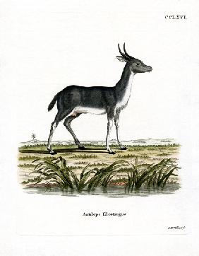 Bohor Reedbuck