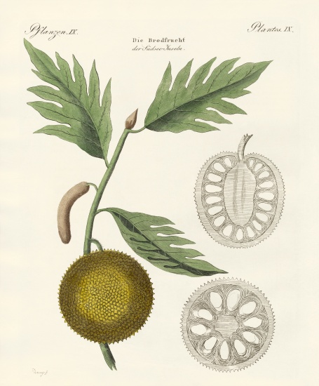 Breadfruit à École allemande, (19ème siècle)