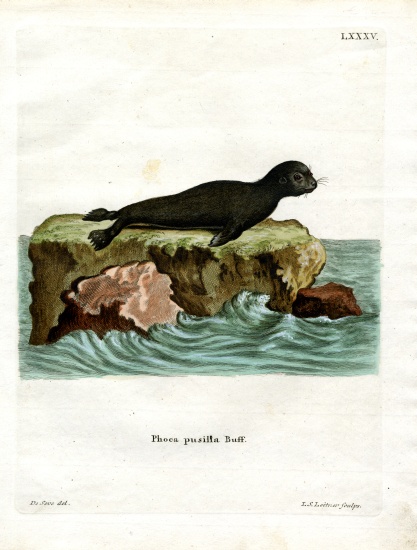 Brown Fur Seal à École allemande, (19ème siècle)